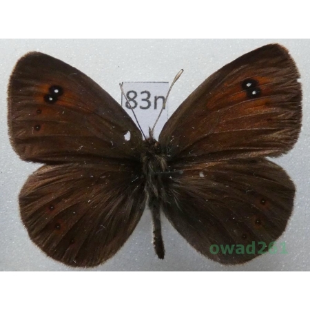 Erebia ottomana Herrich-Schäffer, 1847 Greece83n